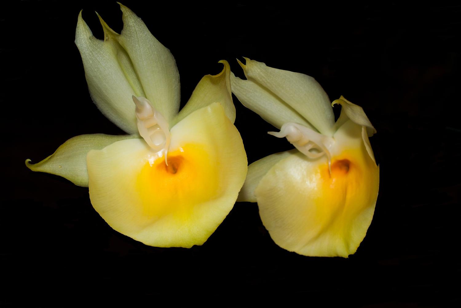 Orquídea Catasetum pileatum aurantiacum - Outros Livros - Magazine Luiza