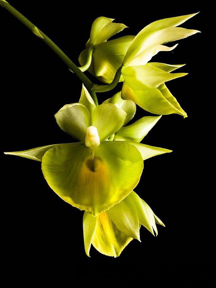 Orquídea Catasetum pileatum oro verde - Cooperorchids - Plantas Naturais -  Magazine Luiza
