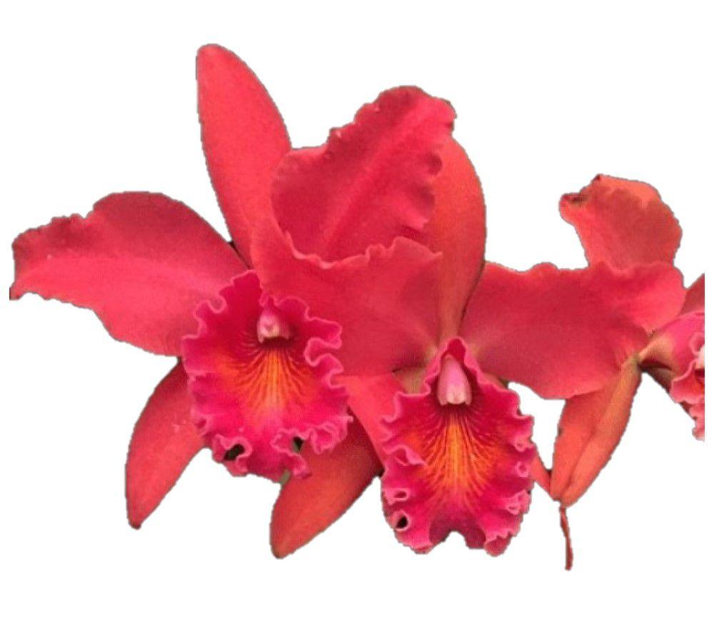 Orquídea Cattleya Vermelha - Adulta - orquivitro - Plantas Artificiais -  Magazine Luiza