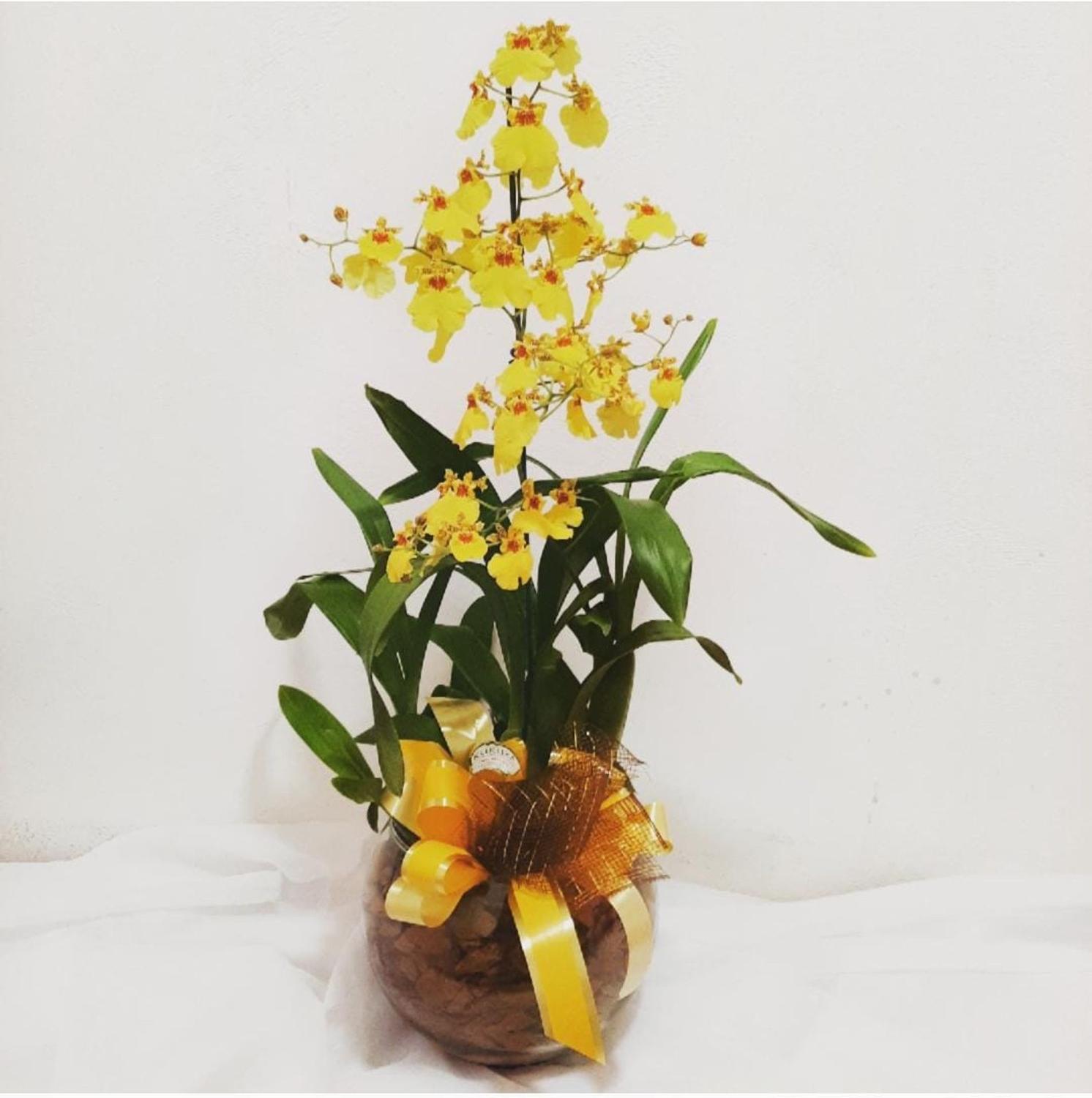 Orquídea Chuva de Ouro - Plantas Artificiais - Magazine Luiza