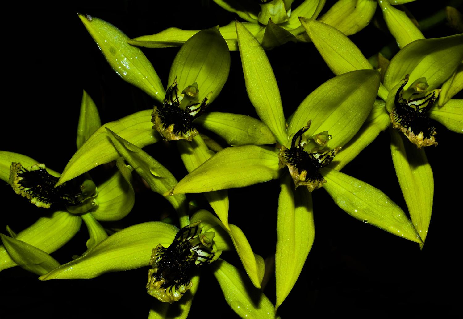 Orquídea Coelogyne pandurata - Cooperorchids - Cuidados com o Jardim -  Magazine Luiza
