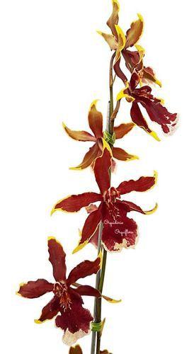 Orquídea Colmanara Ruby Planta Adulta Flor Averrmelhada - Orquiflora -  Plantas Naturais - Magazine Luiza