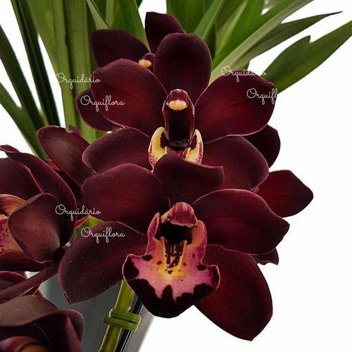 Orquídea Cymbidium Negra Kiwi Midnight Planta Adulta - Orquiflora - Plantas  Naturais - Magazine Luiza