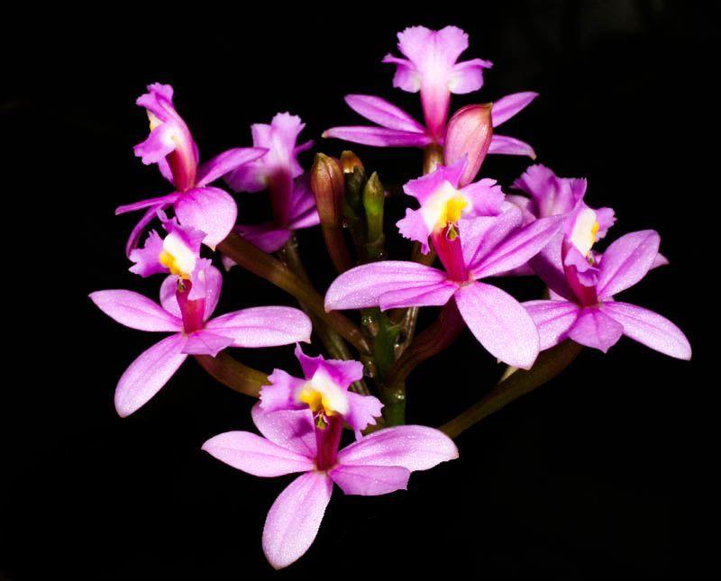 Orquídea Epidendrum ellipticum - Cooperorchids - Plantas Naturais -  Magazine Luiza