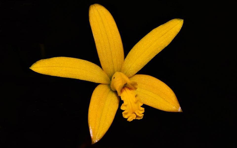 Orquídea Laelia macrobulbosa - Cooperorchids - Plantas Artificiais -  Magazine Luiza