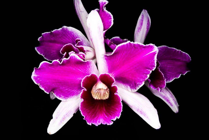 Orquídea Laelia purpurata flamea sunset x striata orla branca cheida -  Cooperorchids - Plantas Artificiais - Magazine Luiza