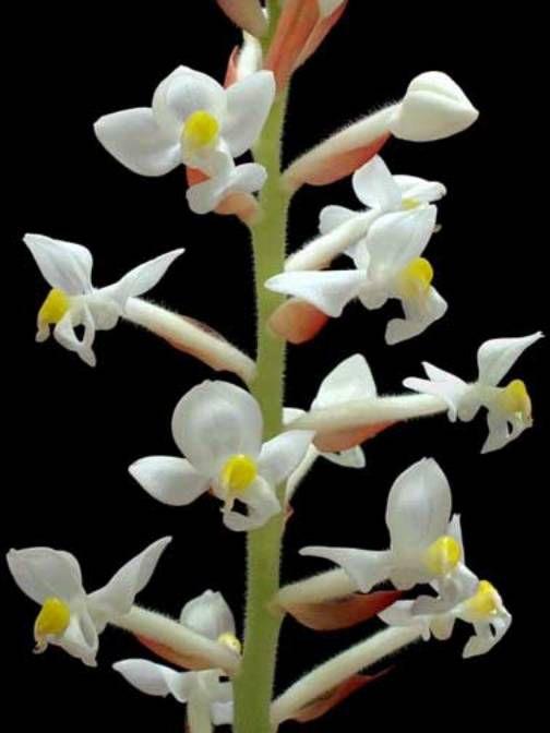 Orquídea Ludisia - Pipoquinha - Veiling - Planta e Flor Natural - Magazine  Luiza
