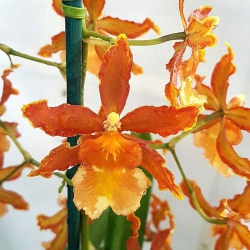 Orquídea Oncidium (odontocidium) Catatante Planta Adulta - Orquiflora -  Plantas Naturais - Magazine Luiza