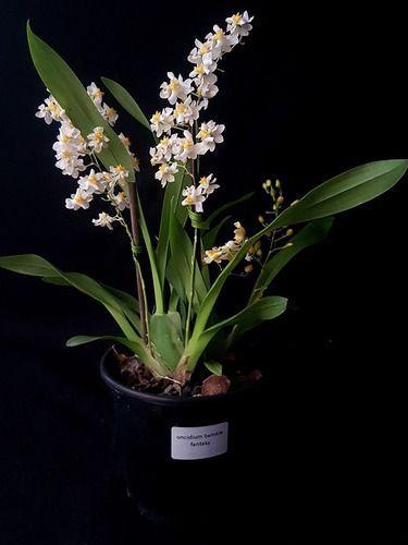 Orquídea Oncidium Twinkle Fragrance Fantasy ! Planta Adulta - Orquiflora -  Plantas Naturais - Magazine Luiza