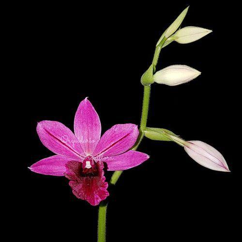 Orquídea Phaiocalanthe Capuz De Freira Planta Adulta - Orquiflora - Plantas  Naturais - Magazine Luiza