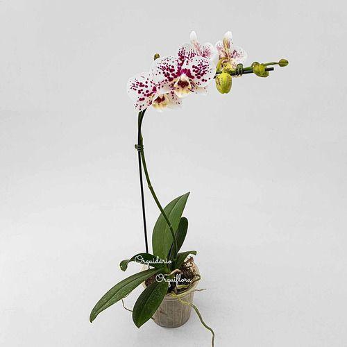 Orquídea Phalaenopsis Exótica Flor Pintalgada Planta Adulta - Orquiflora -  Flor e Planta Artificial - Magazine Luiza