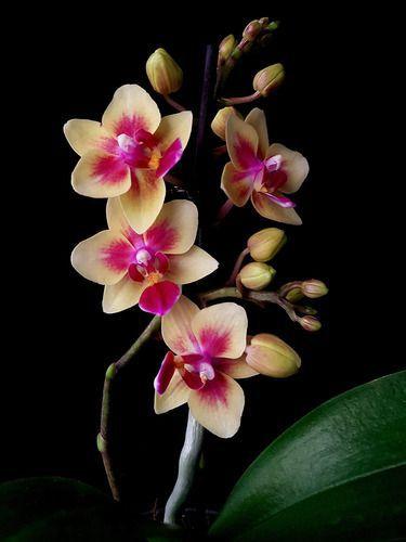 Orquídea Phalaenopsis Mini Flor Amarela, Planta Adulta - Orquiflora -  Flores de Natal - Magazine Luiza