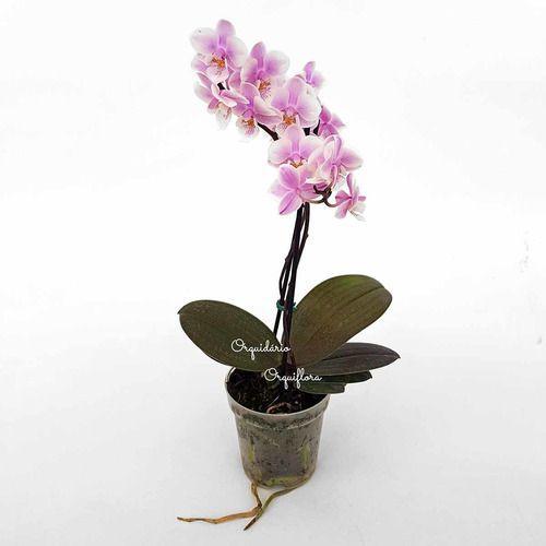 Orquídea Phalaenopsis Mini Flor Branca E Lilás Planta Adulta - Orquiflora -  Flores de Natal - Magazine Luiza