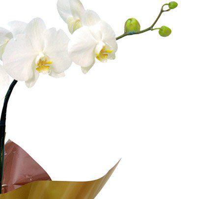 Orquídea Phalaenopsis Plantada - Giuliana Flores - Flores Artificiais -  Magazine Luiza