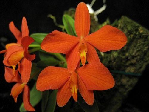 Orquídea Sophronitis pygmaea | Magalu Empresas | B2B e compras com CNPJ