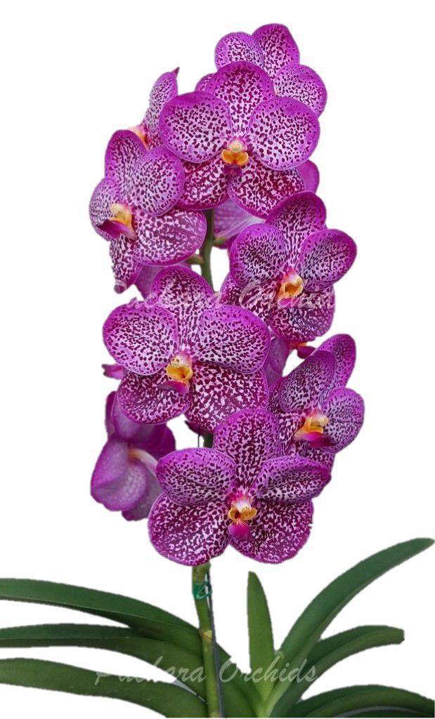 Orquídea Vanda Rosa - Adulta - ORQUIVITRO - Plantas Artificiais - Magazine  Luiza
