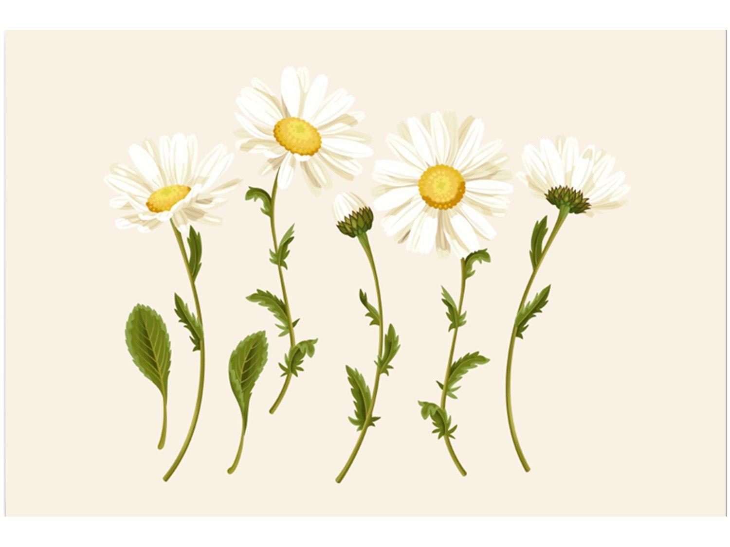 Placa Decorativa MDF Daisy 30x44cm 