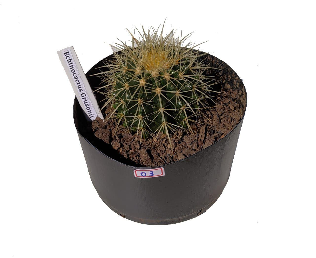 Planta cacto echinocactus grusonii bola barril- para vaso 16 03 - CACTOS PG  - Vasos para Plantas - Magazine Luiza