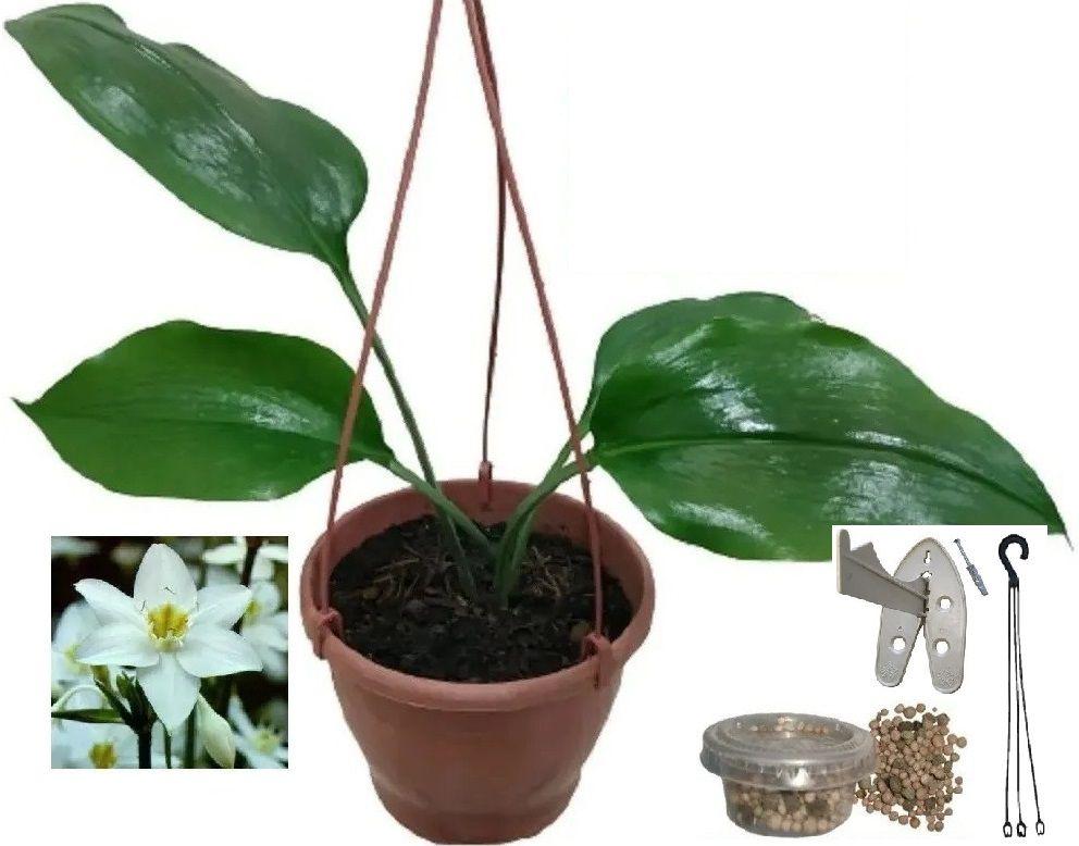 Planta Estrela-dalva Lírio Do Amazonas Com Vaso E Suporte - Flora Evora  Paisagismo - Vasos para plantas - Magazine Luiza