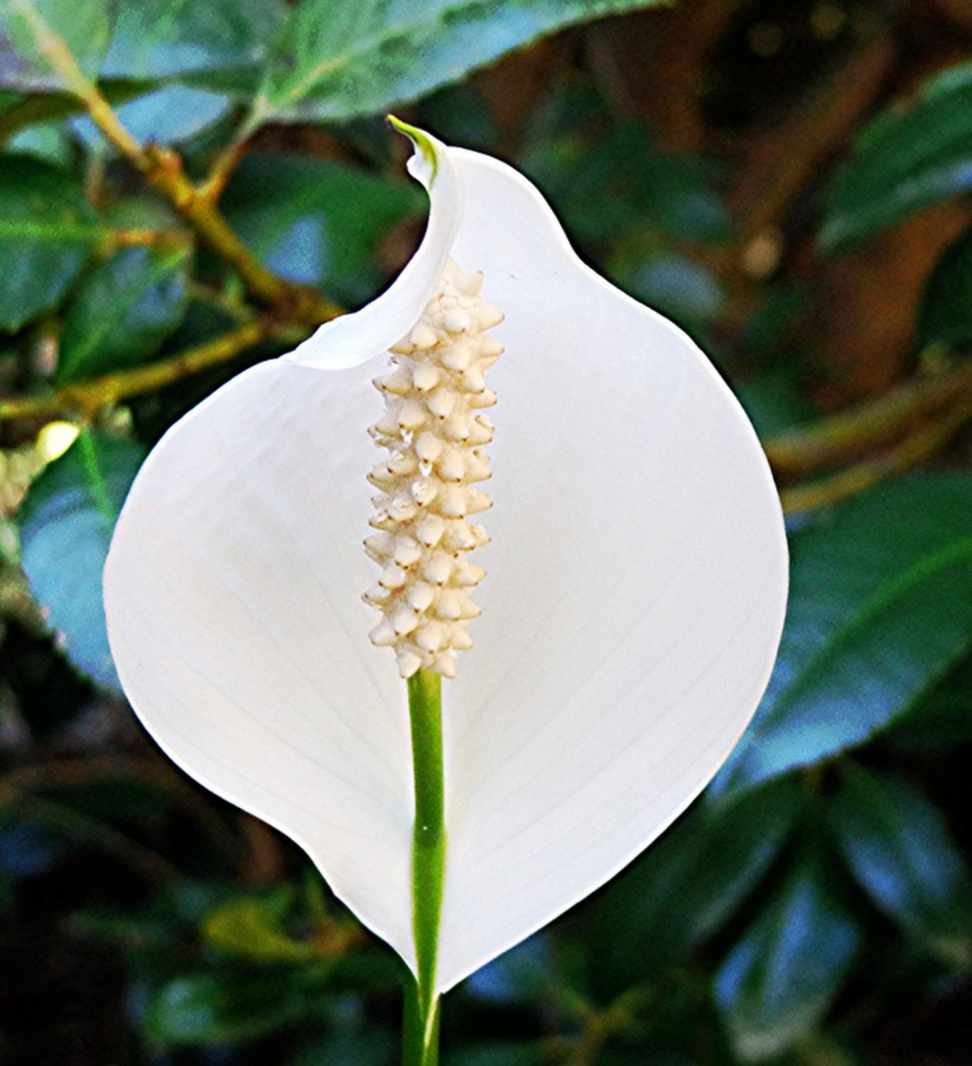 Planta Lírio da Paz com flores - Viva Flora - Flor e Planta Artificial -  Magazine Luiza