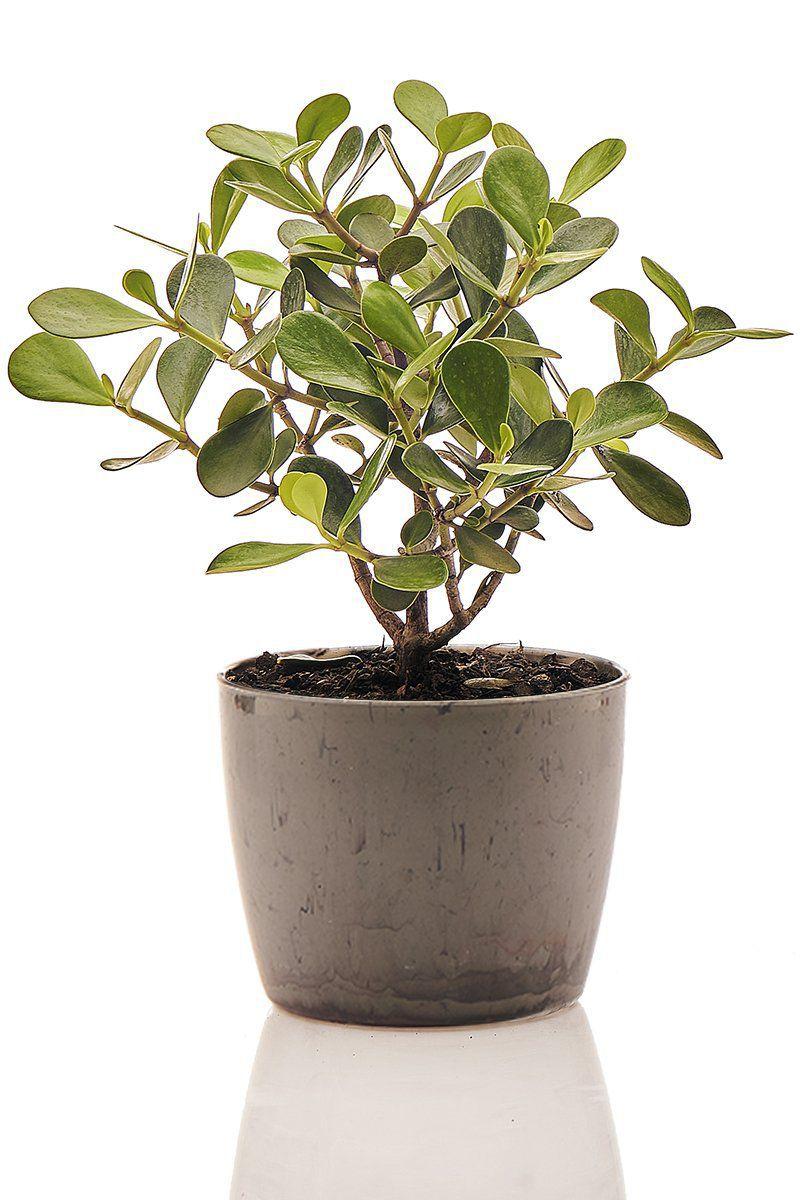Planta natural para sol pleno Clusia + Vaso Decorativo - Mini Plantas - Vasos  para Plantas - Magazine Luiza