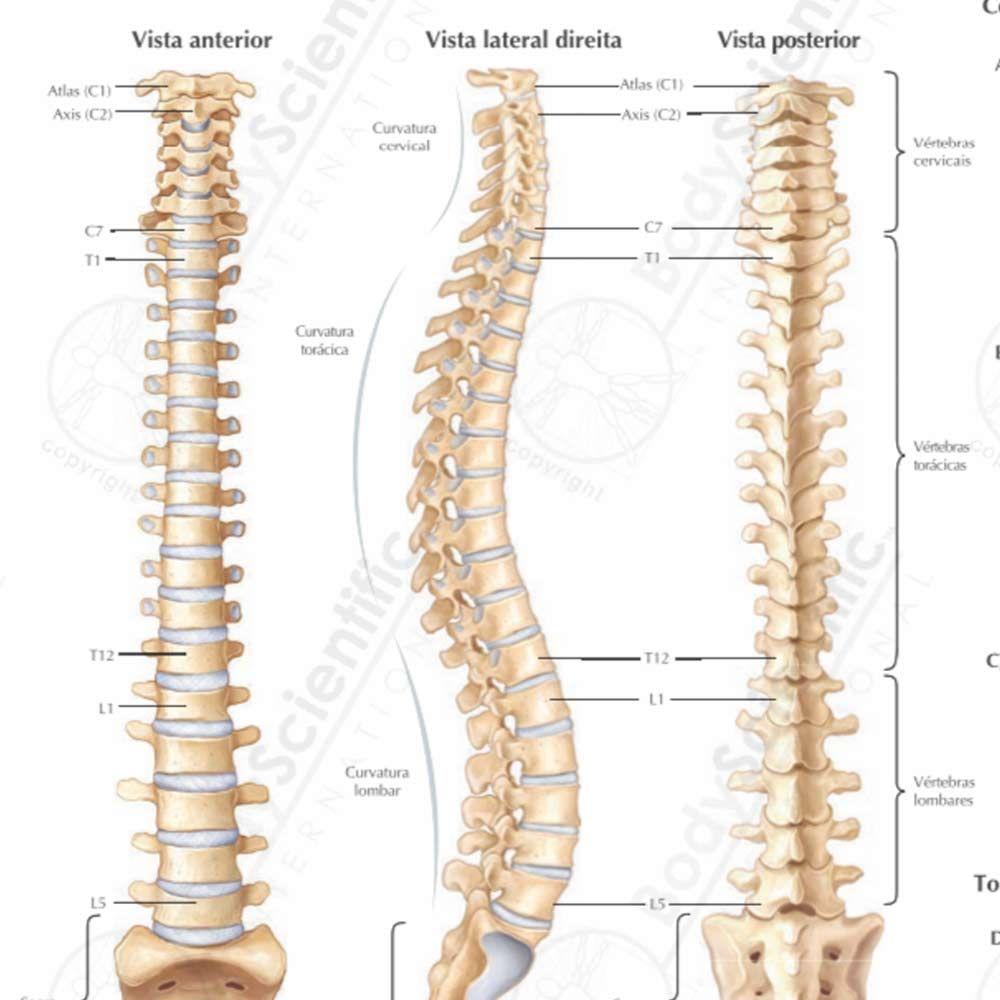 Anatomia Da Coluna Humana
