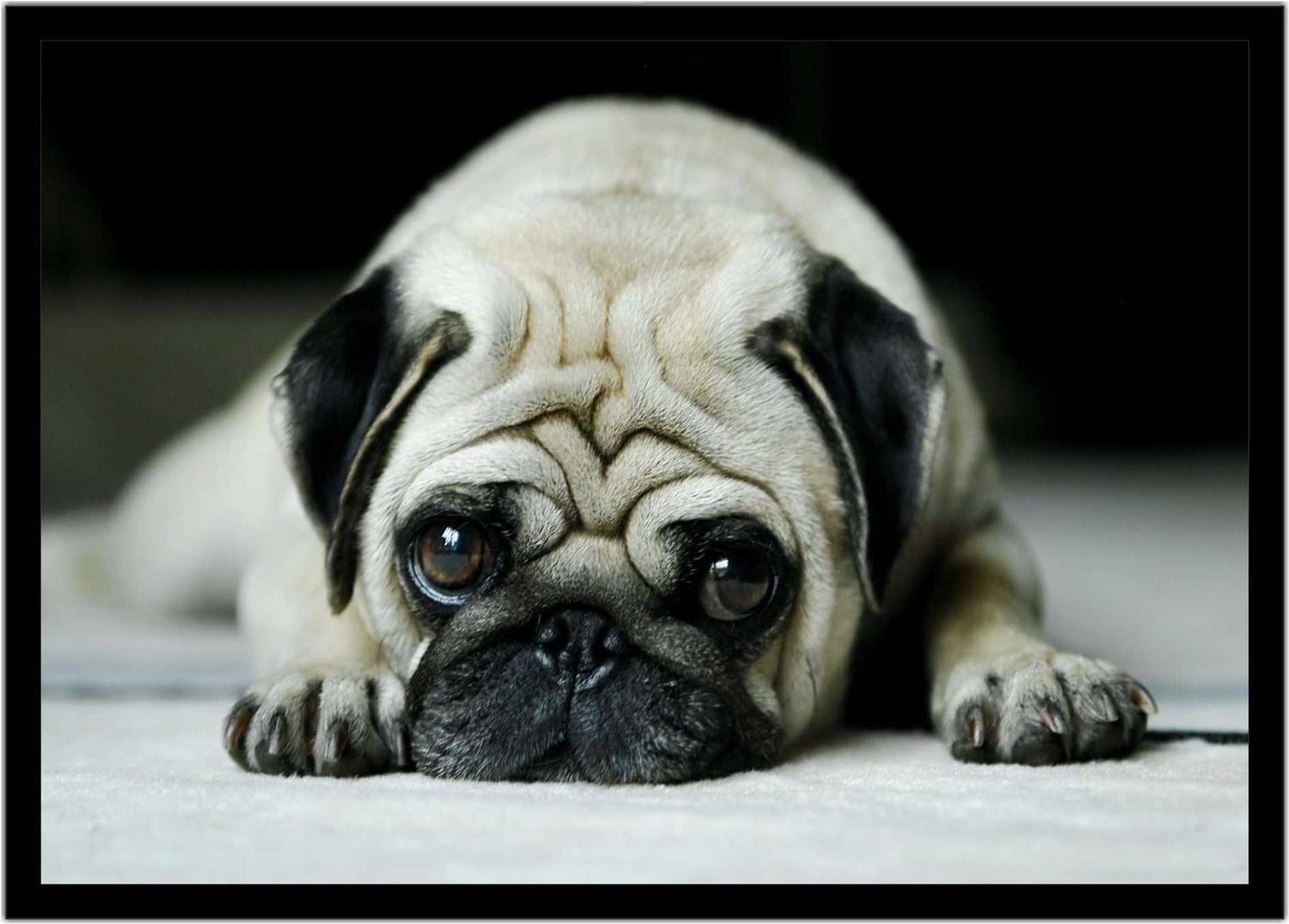 Quadro Decorativo Animais Cachorro Pug Veterinario Pet Shop Natureza Com Moldura Rc053 Vital Printer Quadro E Poster Decorativo Magazine Luiza