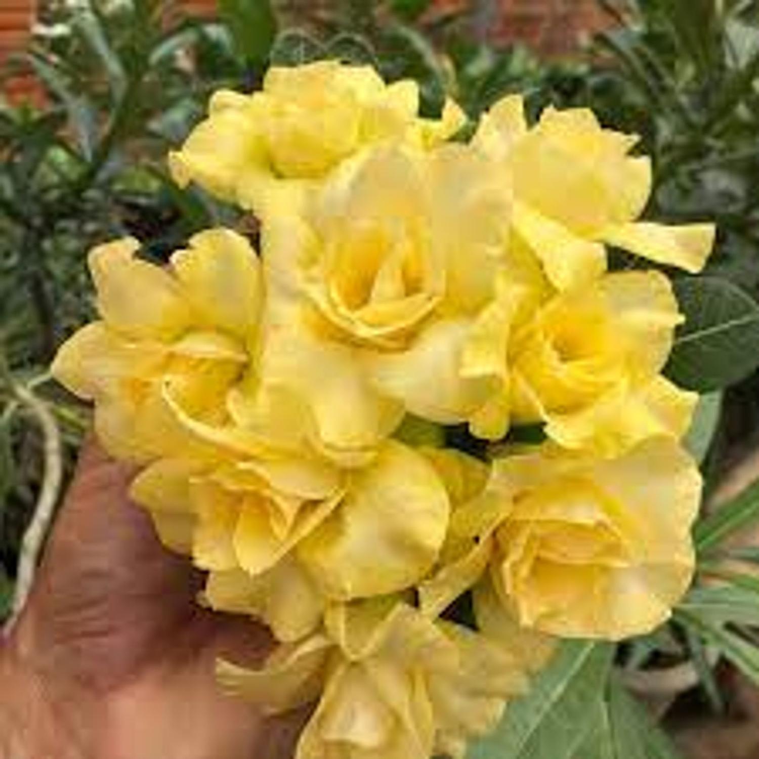 Rosa do deserto amarela dourada - Flor e Planta Artificial - Magazine Luiza