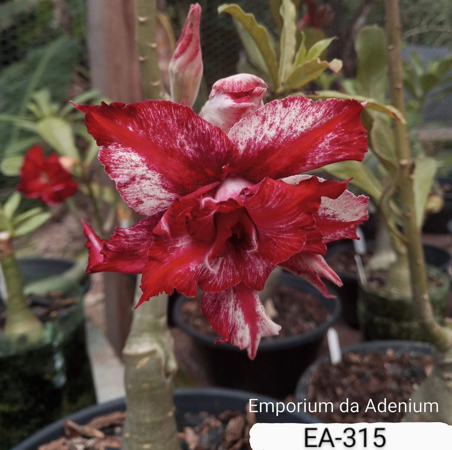 Rosa do Deserto - EA 315 tripla - Emporium da Adenium - Planta e Flor  Natural - Magazine Luiza