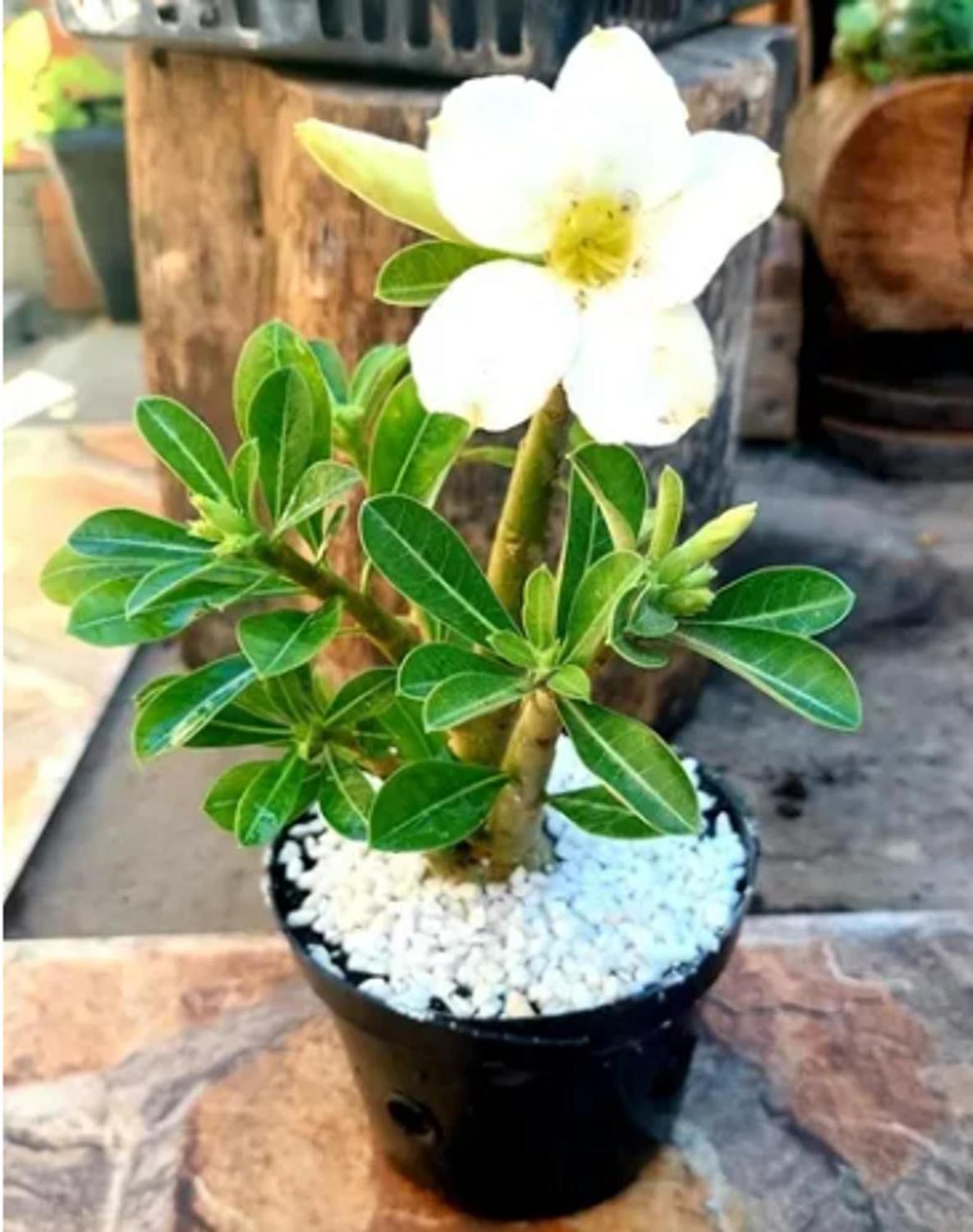Rosa do Deserto flor bonsai - Plantas Naturais - Magazine Luiza
