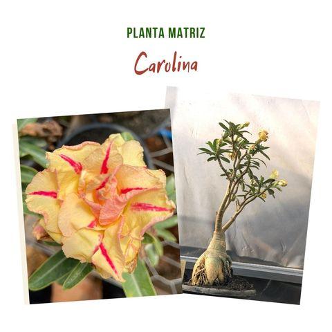 Rosa do deserto matriz carolina - UNIFLORA - Planta e Flor Natural -  Magazine Luiza