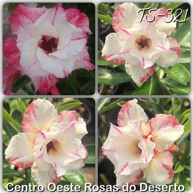 Rosa do Deserto Muda de Enxerto - TS-321 - Flor Dobrada Branca Matizada -  Centro Oeste Rosas do Deserto - Plantas Naturais - Magazine Luiza