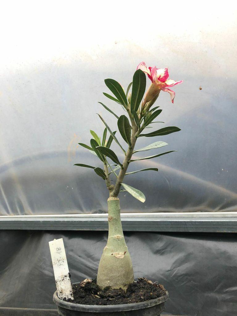 Rosa do deserto rt-18 flor grande - UNIFLORA - Planta e Flor Natural -  Magazine Luiza