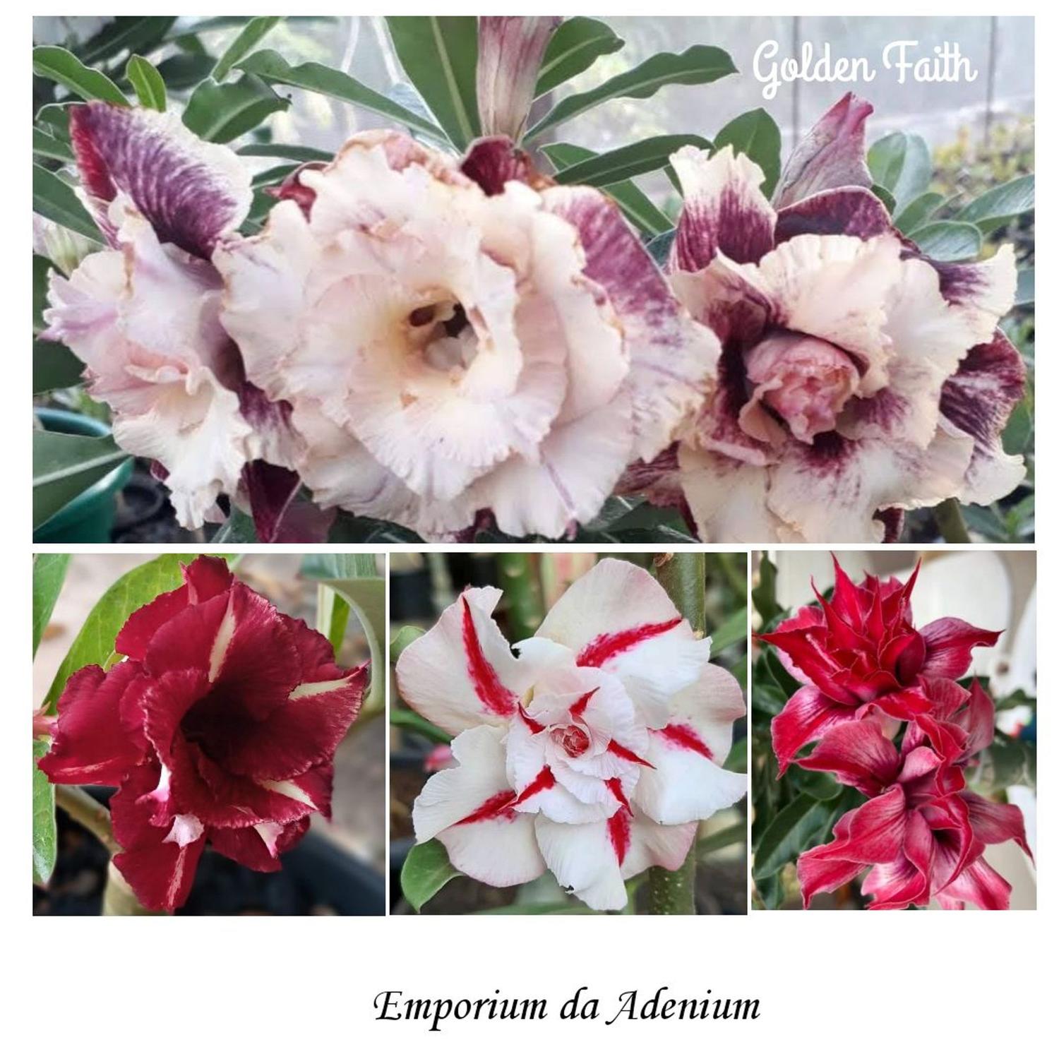 Rosas do Deserto - KIT COM 4 ENXERTOS IMPORTADOS - Emporium da Adenium -  Planta e Flor Natural - Magazine Luiza