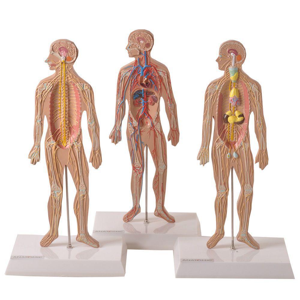 Sistema Do Corpo Humano Para Estudo Medico Anatomic Modelos Anatomicos Magazine Luiza