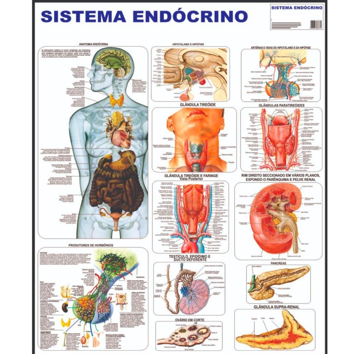 Orgaos Do Sistema Endocrino Questões Sobre Sistema Endócrino Humano