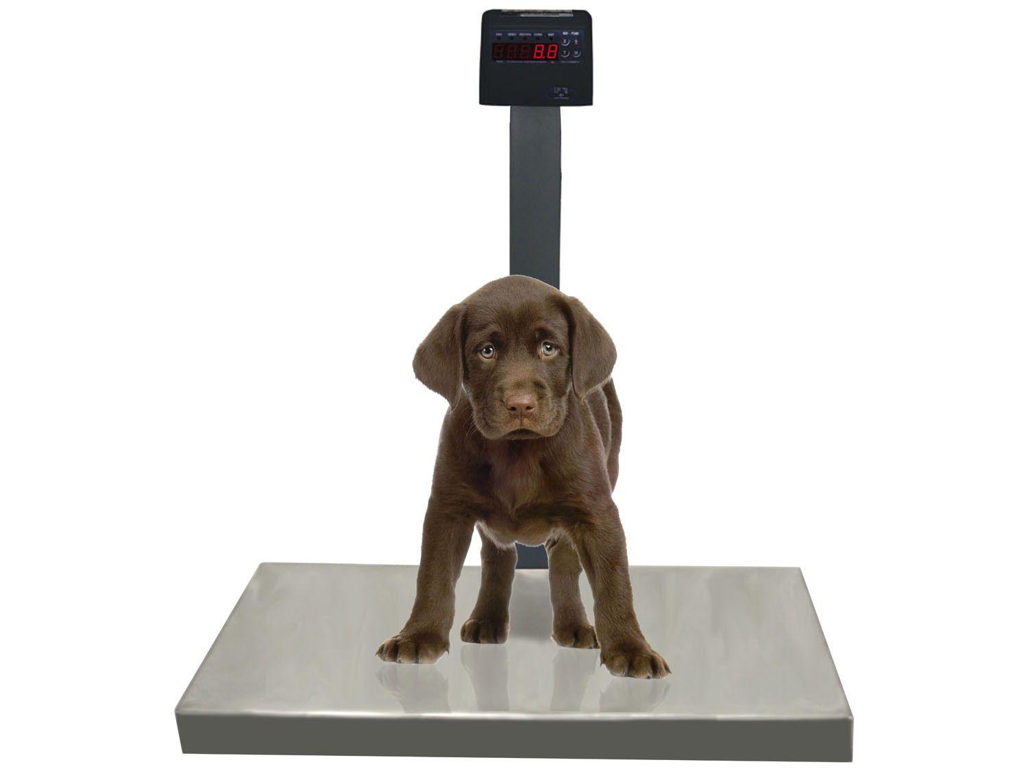 Balança Comercial/Industrial Digital Ramuza Pet - até 200 Kg