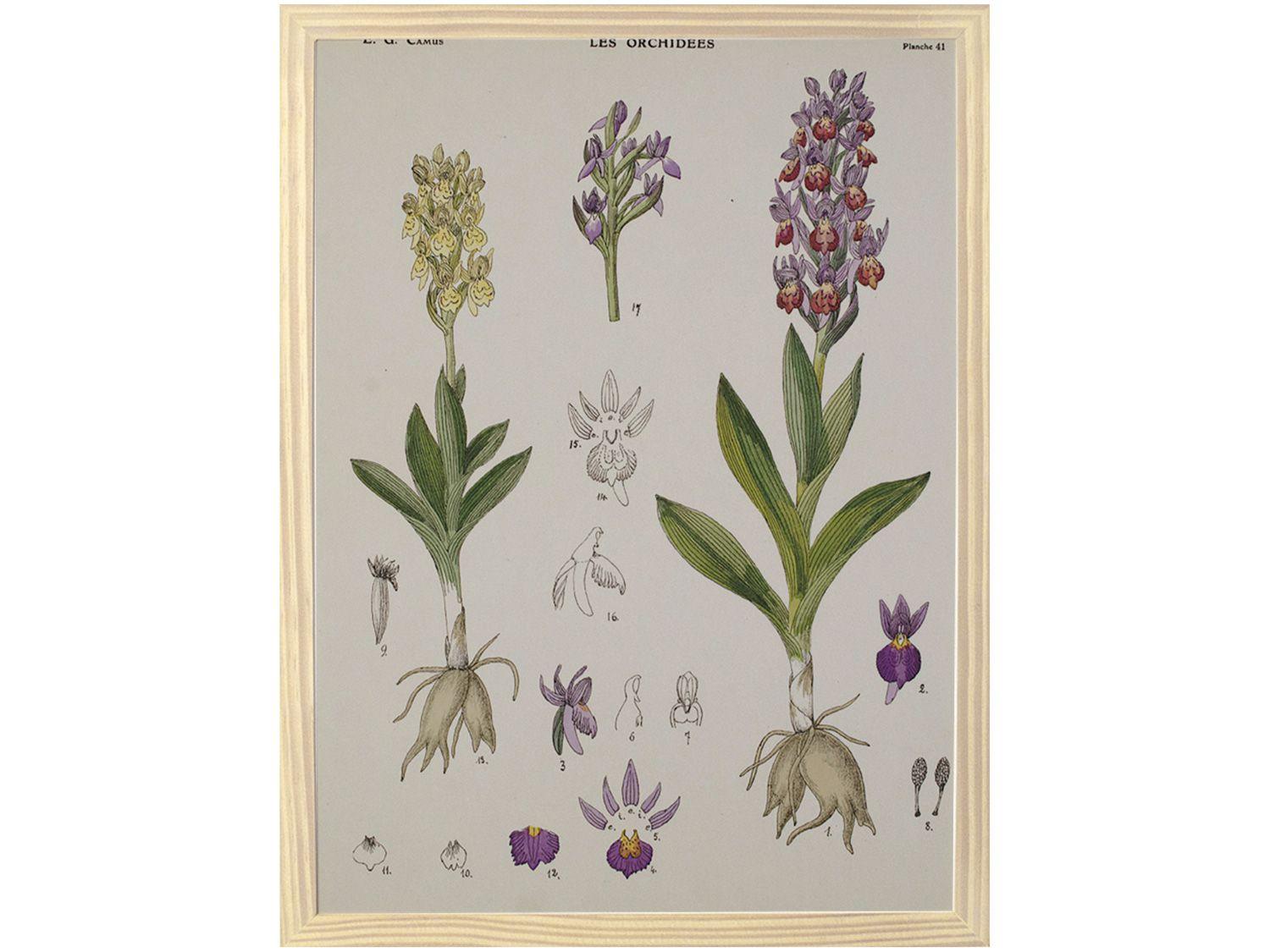 Quadro Decorativo Inspiração Botânica Orquídeas - 34,5x46,5cm Design Up Living
