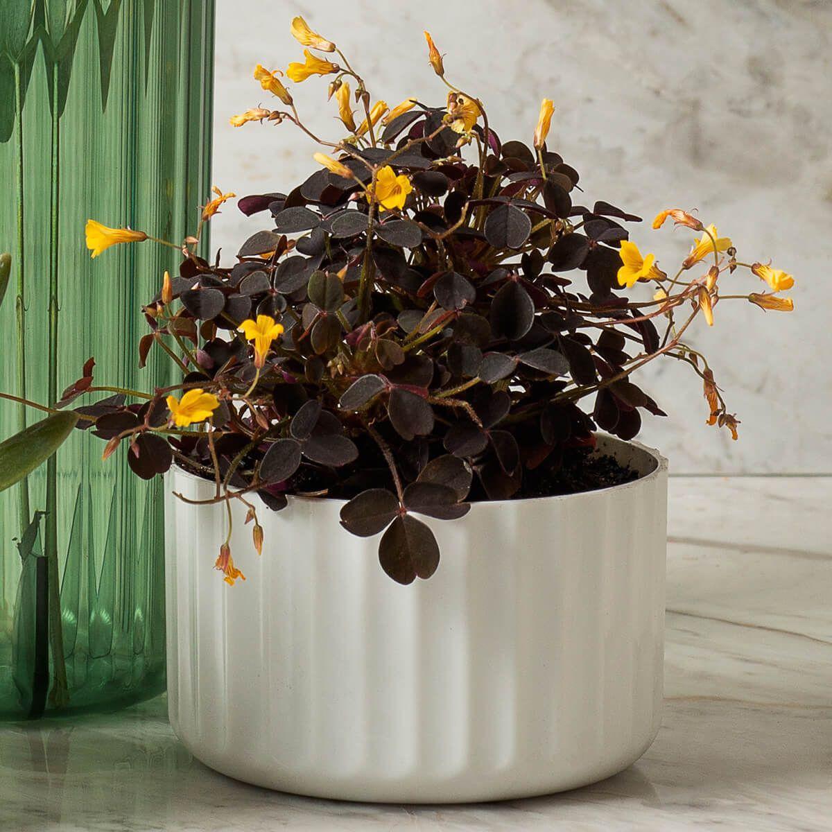 Vaso De Flor Mini Decorativo Planta Cacto Groove Jardim Ou Branco Fechado -  Vasos para plantas - Magazine Luiza