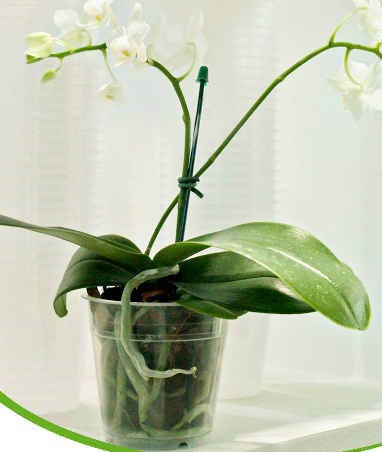Vaso para Orquídea Número 15 Transparente - Nutriplan - Vasos para Plantas  - Magazine Luiza