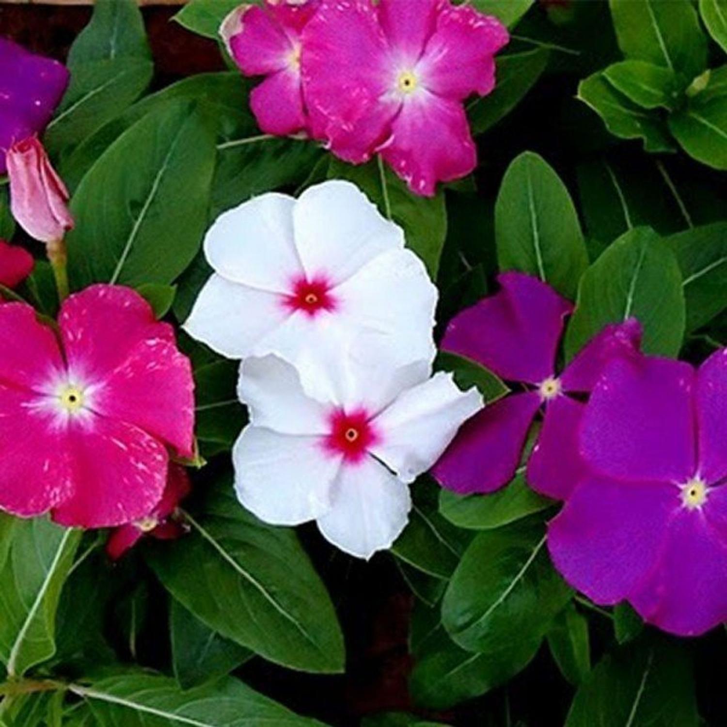 Vinca Sortida / Boa Noite - 220mg De Sementes - Isla - Sementes - Magazine  Luiza