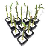 10x Vasinhos com Bambu da Sorte com Tag (Lucky Bamboo) - Relaxar e meditar