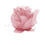 24 Forminhas P/Doce Rosa Pessego Dec. Festas - Cromus