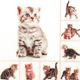 3 Guardanapos descartáveis gatinhos HOF211535 pct com 20fls - Home fashion