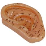 Acupuntura de Orelha 13 cm - Anatomic