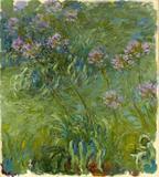 Agapantos (1914) - Claude Monet - Tela 30x33 Para Quadro - Santhatela