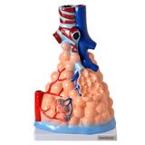 Alvéolos Pulmonares Ampliado Modelo Anatomia - Anatomic