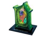 Anatomia da Célula Vegetal - 4d master