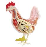 Anatomia da Galinha - 4d master