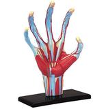 Anatomia da Mão - 4d master